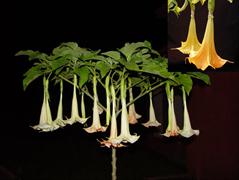 تاتوره معطر